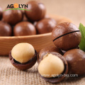 Big Size Roasted Macadamia Nuts In Shell